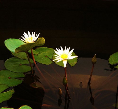 三亿体育手机版